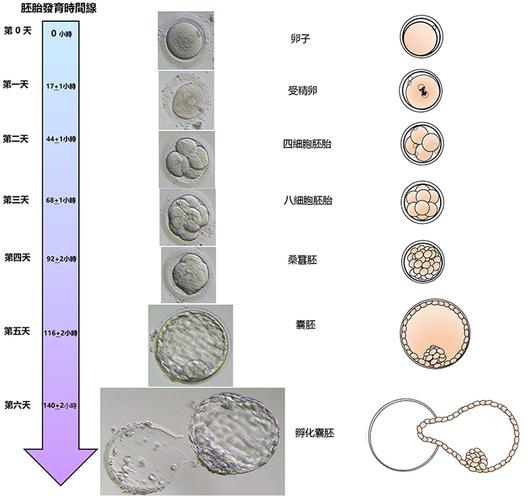 我做试管能成功_做试管婴儿能怀孕吗_10个人做试管几个能成功