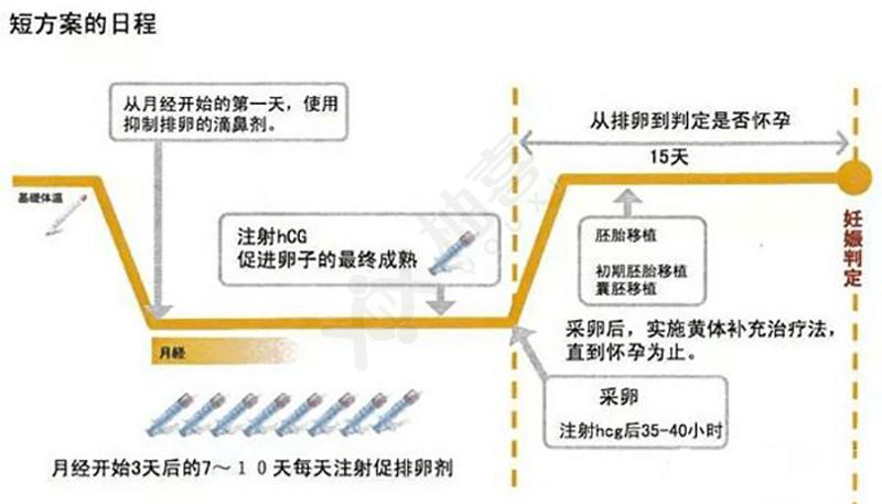 试管婴儿短方案和长方案哪个好_试管婴儿短方案和长方案的区别_试管婴儿短方案和长方案的区别