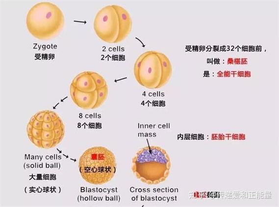 婴儿试管过程图片_试管婴儿的过程_婴儿试管技术