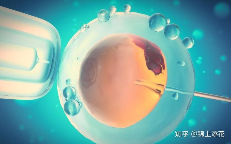 试管移植_移植试管成功的前兆_移植试管后注意事项